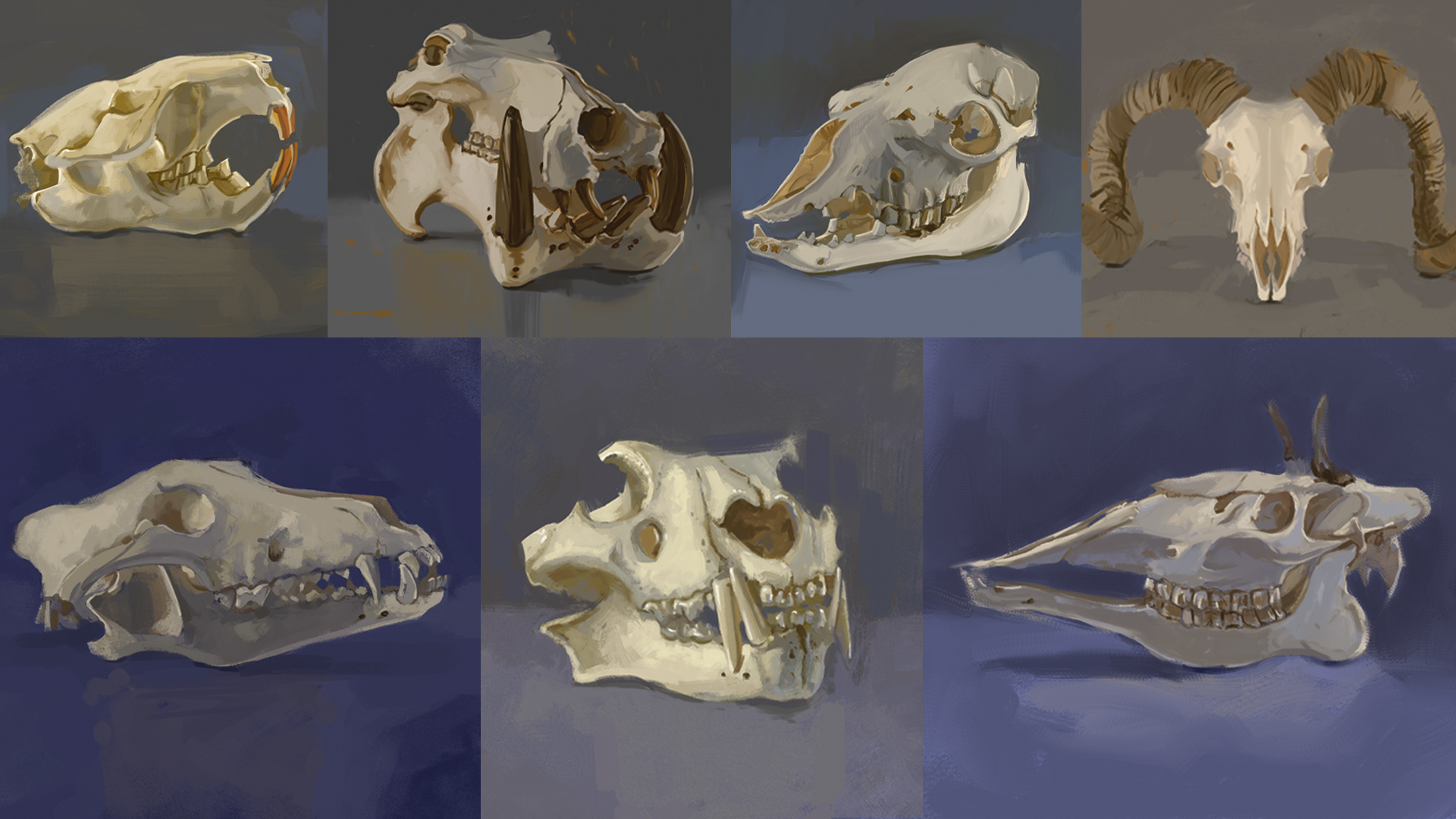 Skulls of Animals