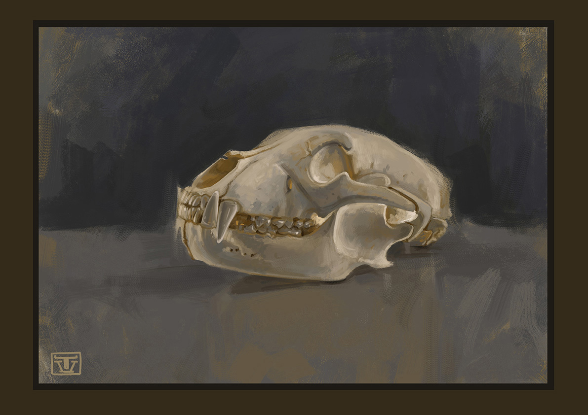 Skull of bear